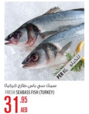 Fresh Seabass Fish (Turkey)