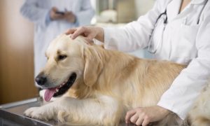 Pet First Aid Online Course