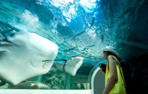 Dubai Mall Aquarium Entry