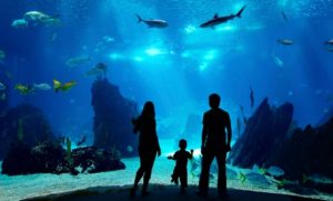 Dubai Mall Underwater Zoo Entry
