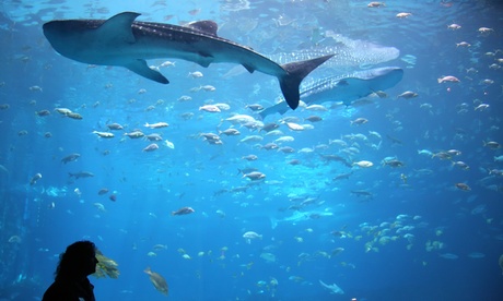 Dubai Mall Underwater Zoo Entry