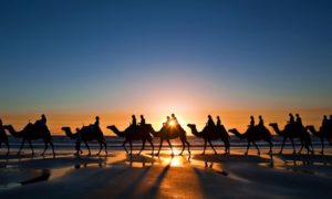 Desert Camel Riding Experience