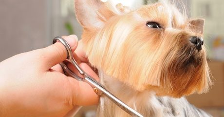 Full Grooming Service for Dogs
