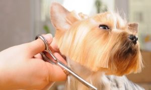 Pet Grooming For Small Dog or Cat