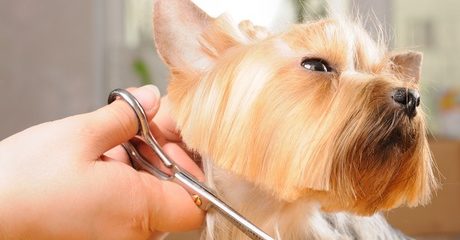 Pet Grooming For Small Dog or Cat
