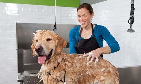 Pet Grooming Service