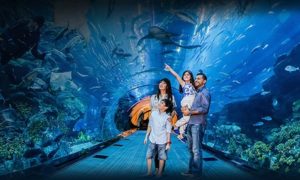 Underwater Zoo Entry & Dubai Tour