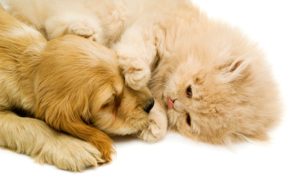 Annual Vaccination For Cat or Dog
