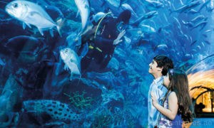 Experience Underwater Adventures