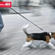 Al Futtaim ACE Online Pet Store Offers