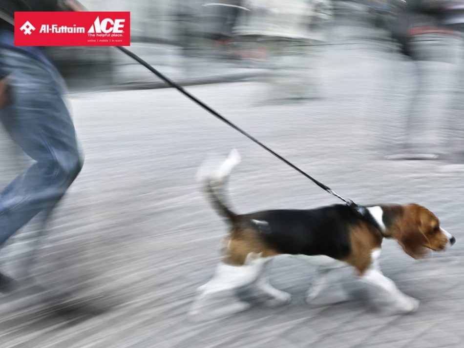 Al Futtaim ACE Online Pet Store Offers