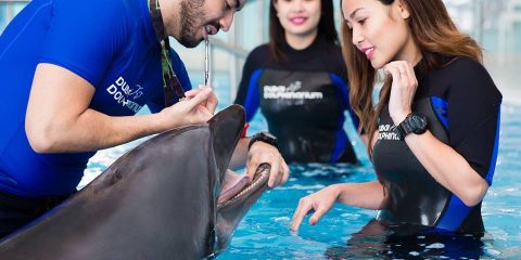 Dubai Dolphinarium Trainer for a Day Program