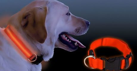 LED Dog Collars