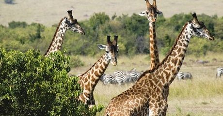 ✈ 3-Night Kenya Safari Tour with Flights