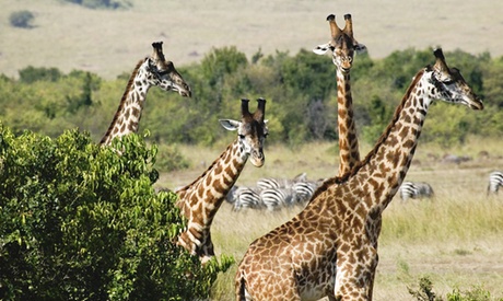 ✈ 3-Night Kenya Safari Tour with Flights