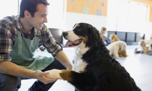 Pet Care Business Online Course