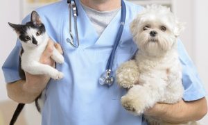 Pet Grooming with Vaccination