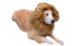One Cat or Dog Lion Mane