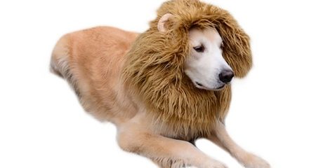 One Cat or Dog Lion Mane