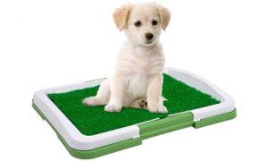 Indoor Puppy Trainer Pad