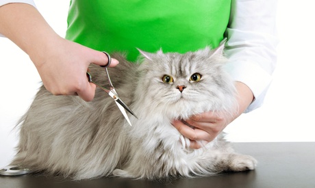 Pet Grooming Package