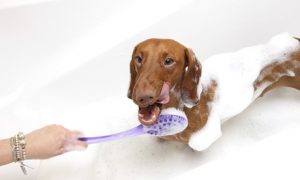 Pet Grooming with Teeth Cleaning
