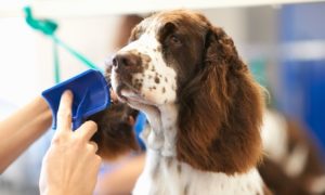 Grooming for Cat or Dog