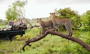 ✈ South Africa: 4-Night Tour with Flights