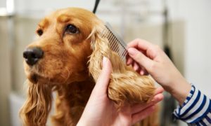 Full Grooming Service for Pets