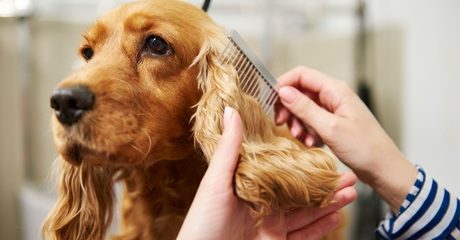 Full Grooming Service for Pets