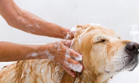 Grooming for Cats and Dogs