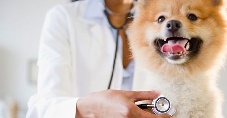 Annual Vaccination for Cat or Dog