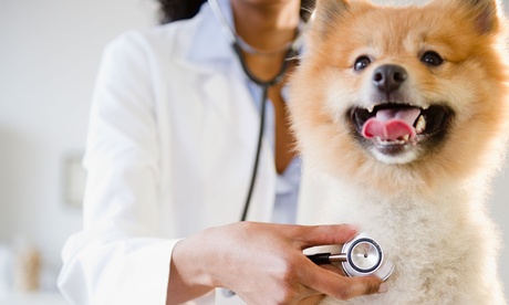 Annual Vaccination for Cat or Dog