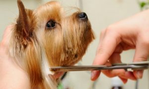Online Dog Grooming Course