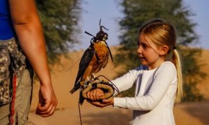 Falconry Safari Experience: Child AED 425