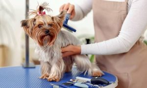 Advanced Pet Grooming Online Course