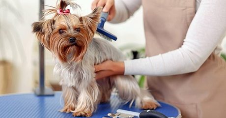 Advanced Pet Grooming Online Course
