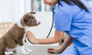 Annual Vaccination for Cat or Dog