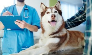 Veterinary Services for Pets