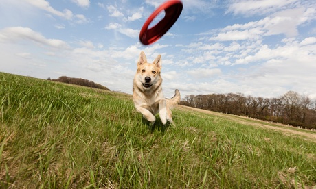 Dental Care for Cats or Dogs