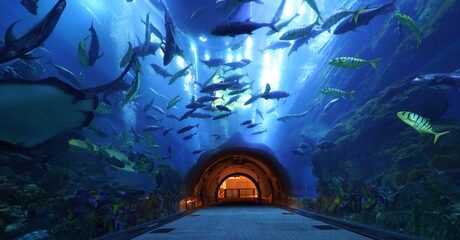 Dubai Aquarium and Aqua Nursery
