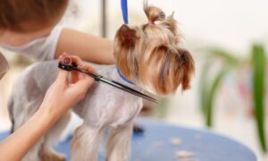 Full Pet Grooming Package