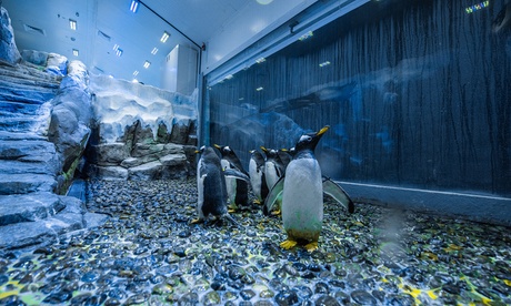 Dubai Aquarium and Penguin Cove