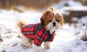 Clothes & Crafts for Pets Course