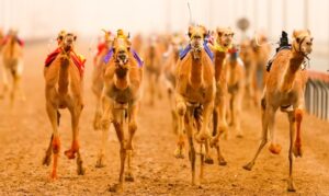 Meal and Camel Racing