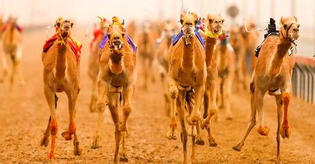 Meal and Camel Racing