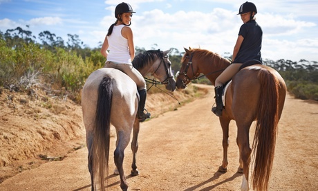 Beginner Horse Riding Lesson