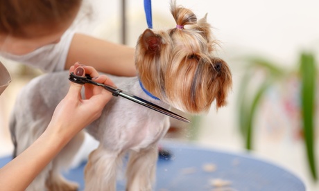 Up to 58% Off on Pet - Grooming / Salon at Family Pets Trading L.L.C