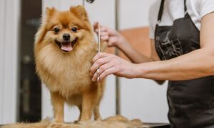 Dog Grooming Online Course