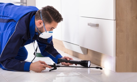 Up to 40% Off on Pest Control Service - Termite
